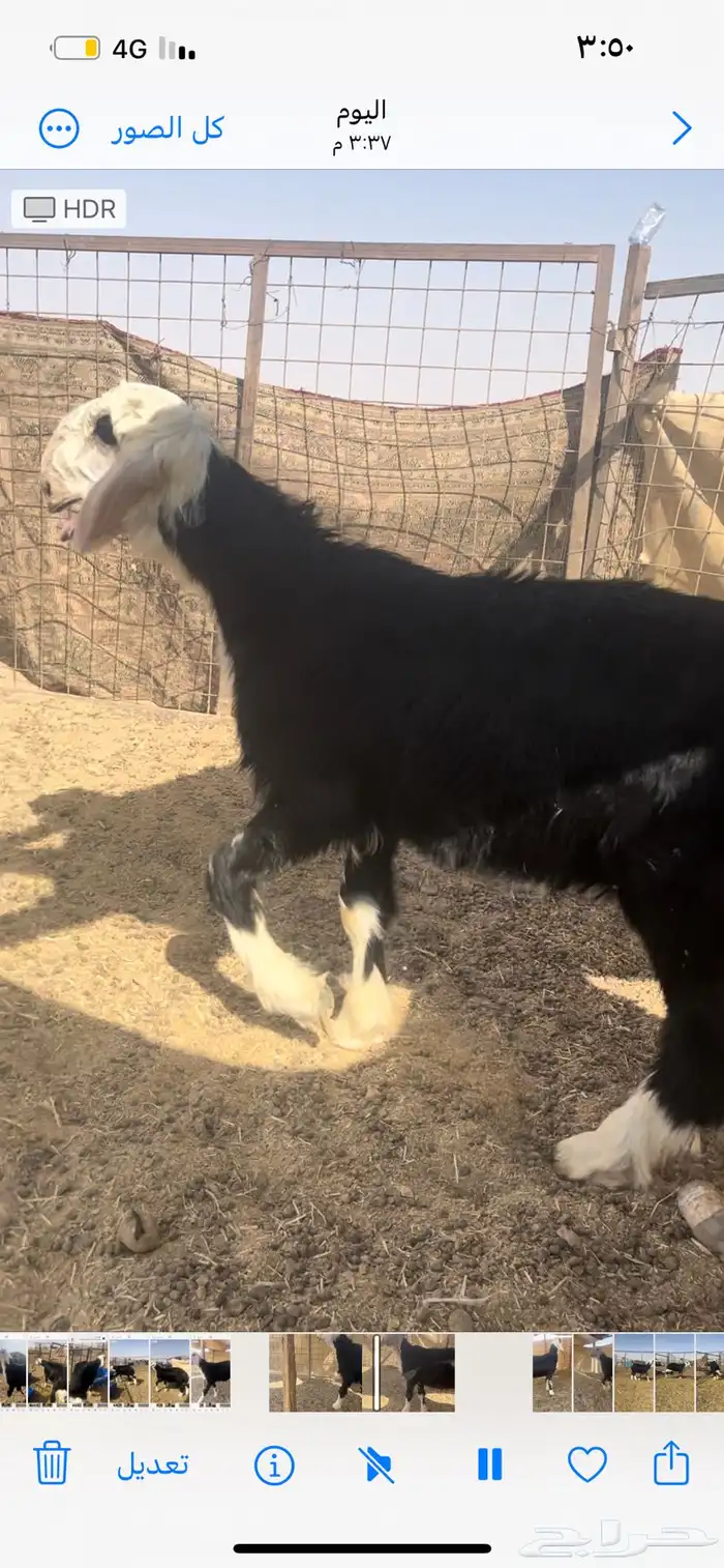 فحل نجدي صن ف الصنف ومميز جدا 3