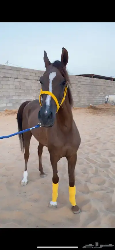 للبيع فرس شعبيه 0