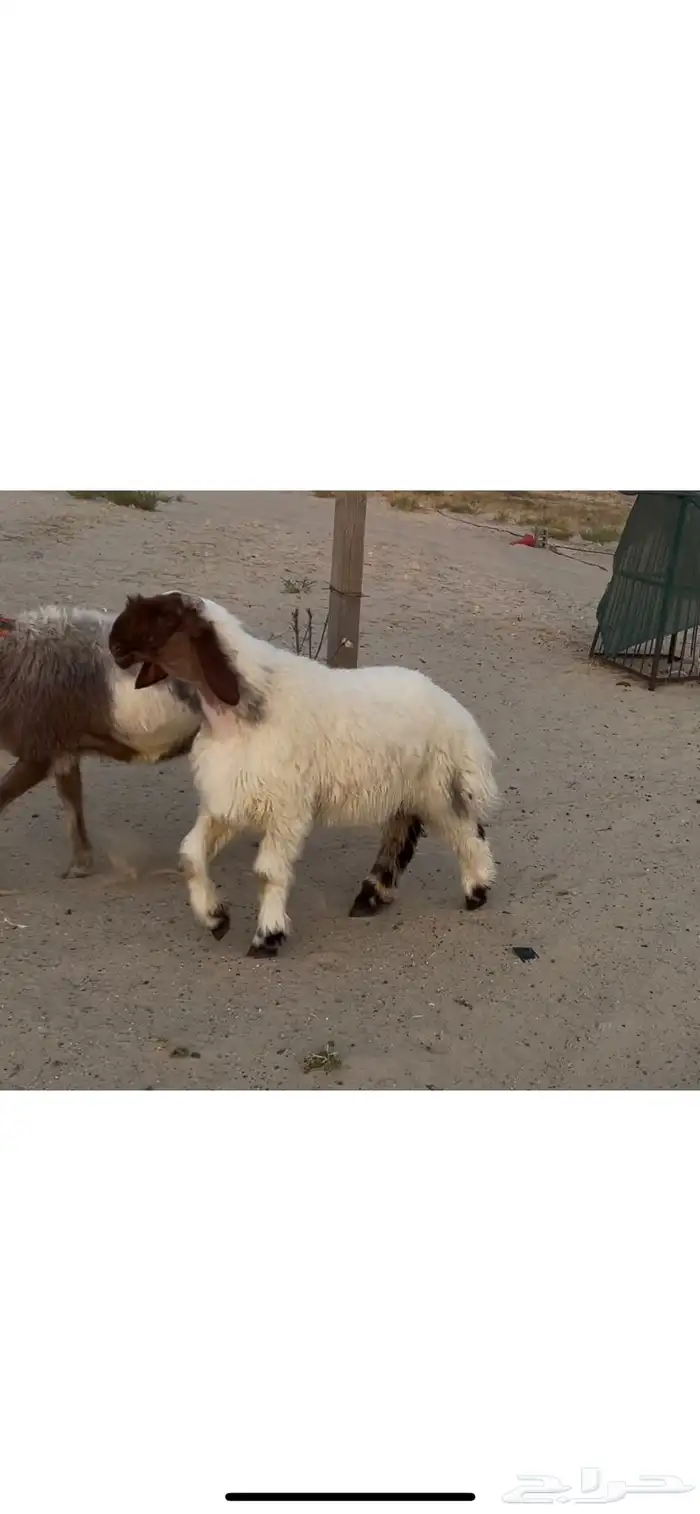 مشروع فحل نعيم صنف 0