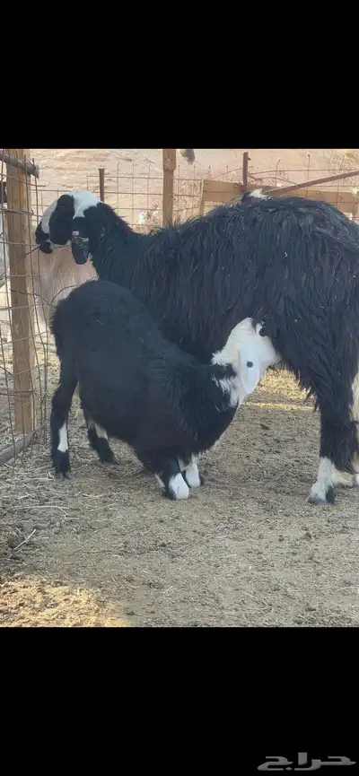 رخل نجدية لبانيه 2