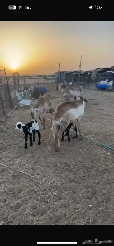 رخال سواكن. اول ولده خلفات 8