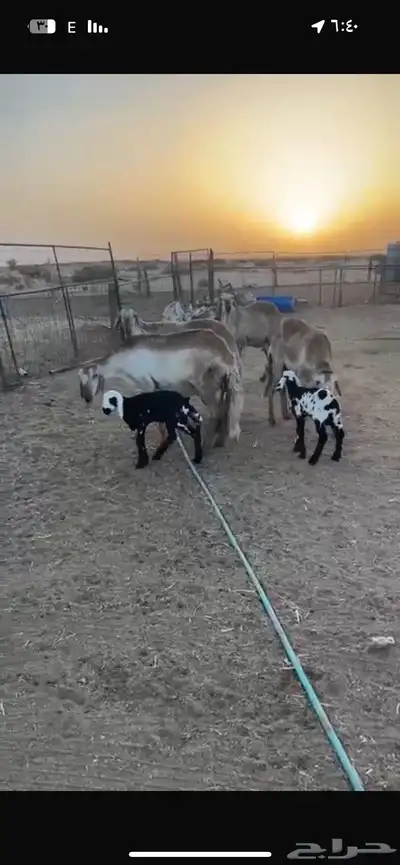 رخال سواكن. اول ولده خلفات 6