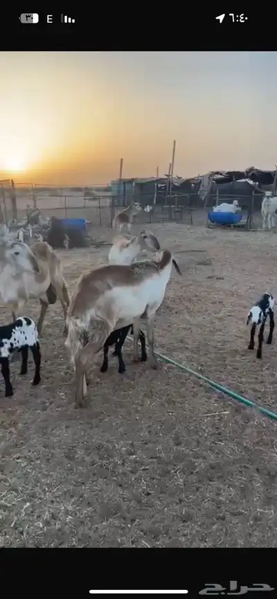 رخال سواكن. اول ولده خلفات 3
