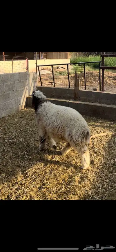 طلي نعيمي ذبيحة 0