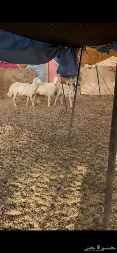 غنم دفيع 26