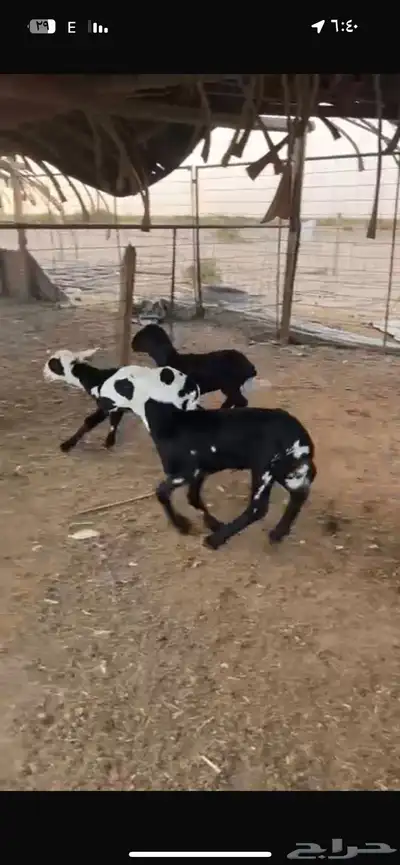 رخال سواكن. اول ولده خلفات 0