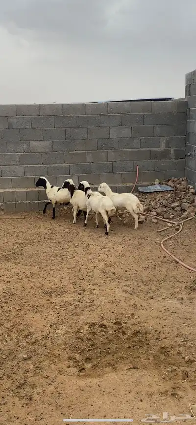 رخال رفيديه 1