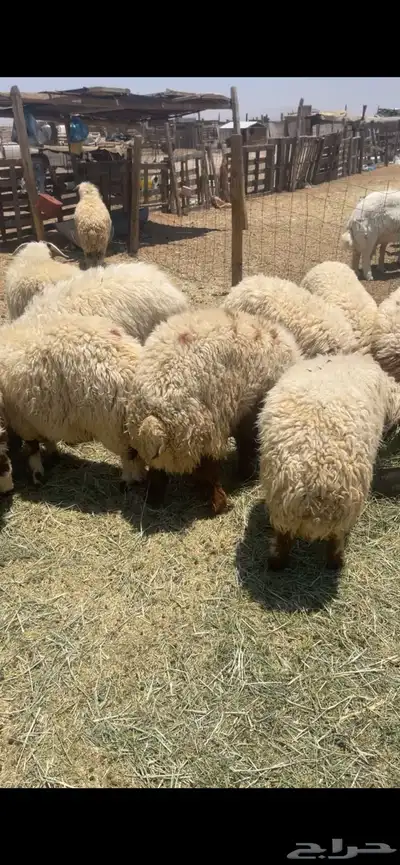 خرفان ورخال نعيم 2