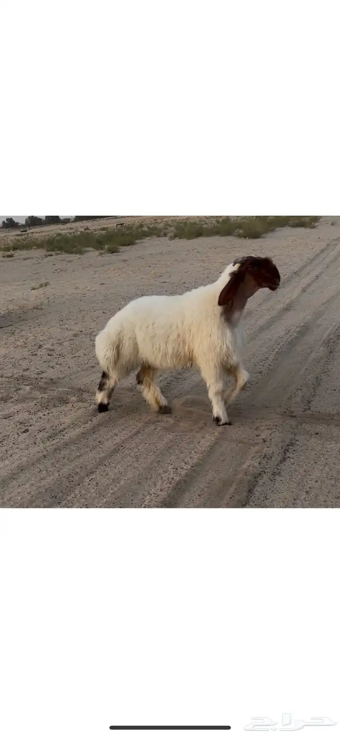 مشروع فحل نعيم صنف 1