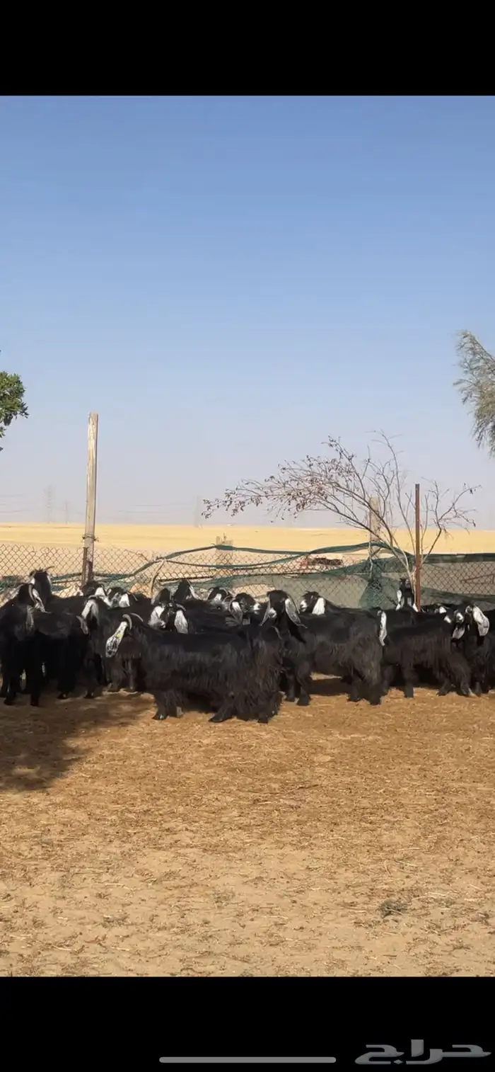 معزا عوارض مراح بفحولها 29