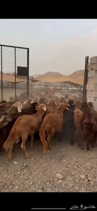 طليان سواكني حمري. 80 راس مرابي 0