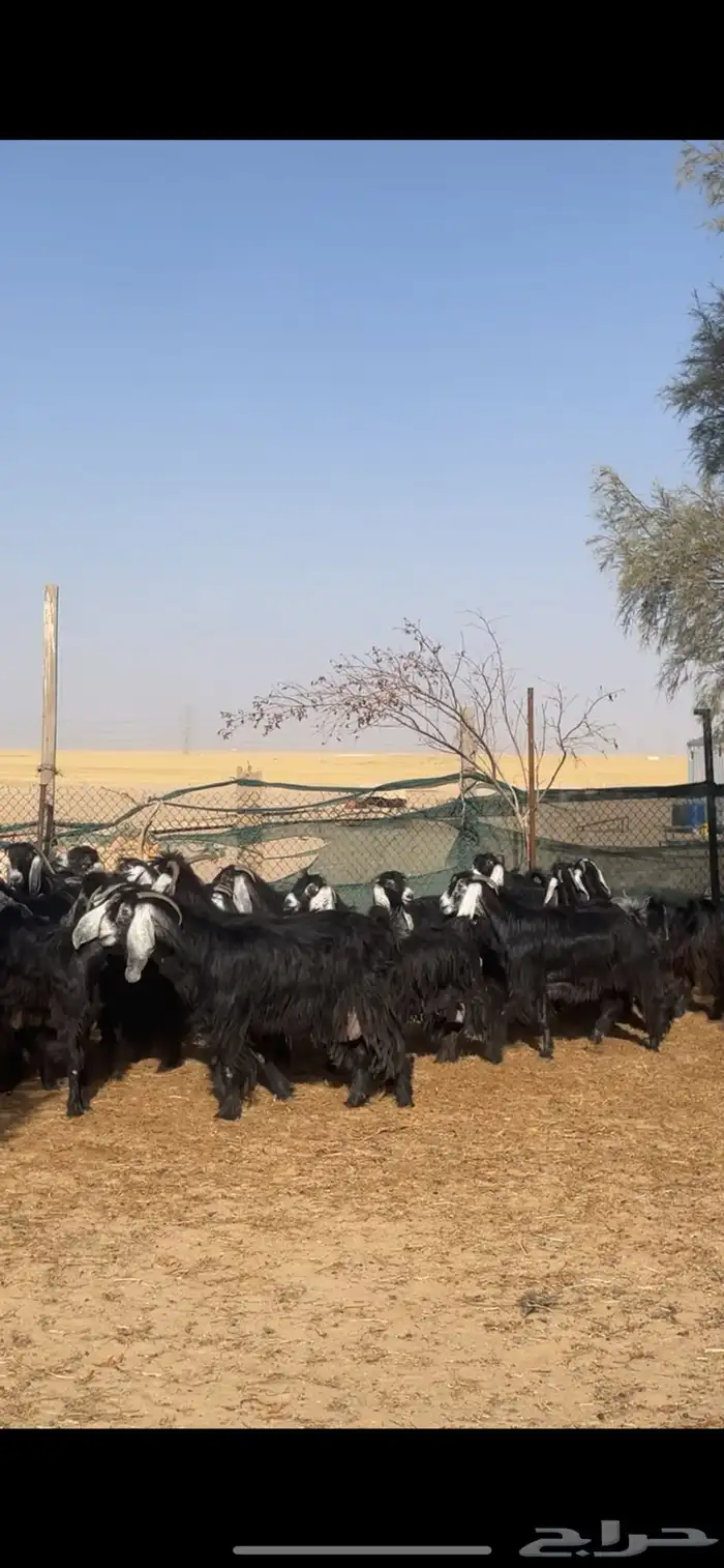 معزا عوارض مراح بفحولها 4