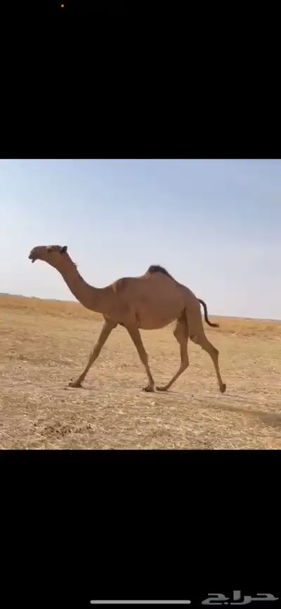 البكره الكفو 2