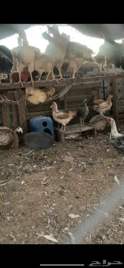 دجاج وبط 0