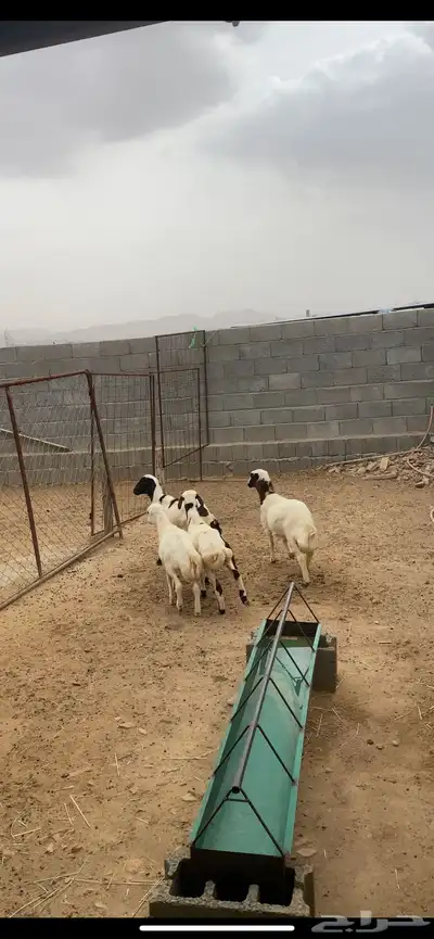 رخال رفيديه 2