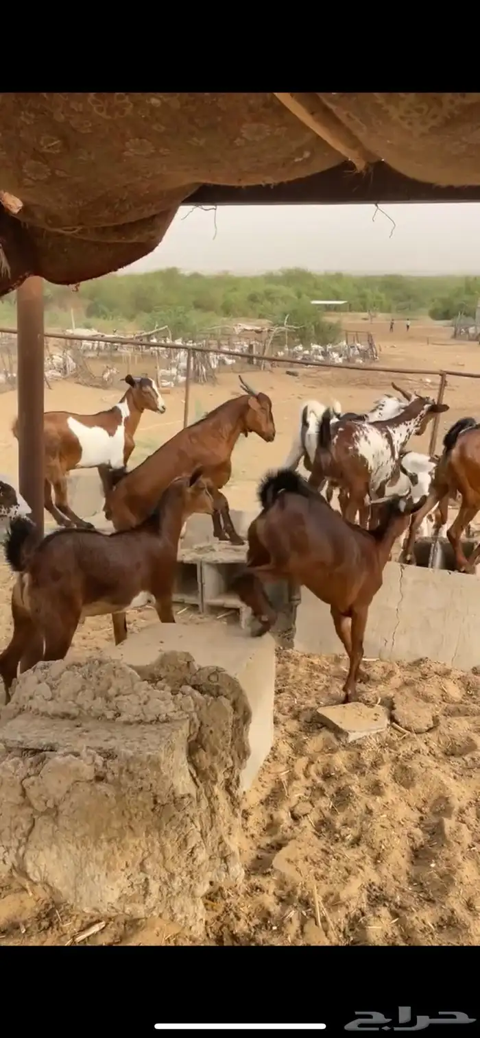 ماعز 1