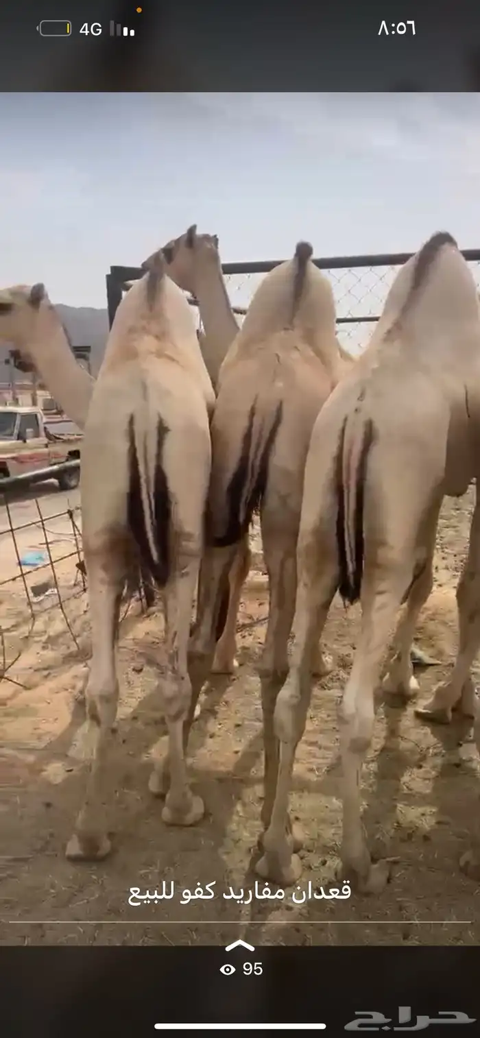 قعدان مفاريد اتواصل 0