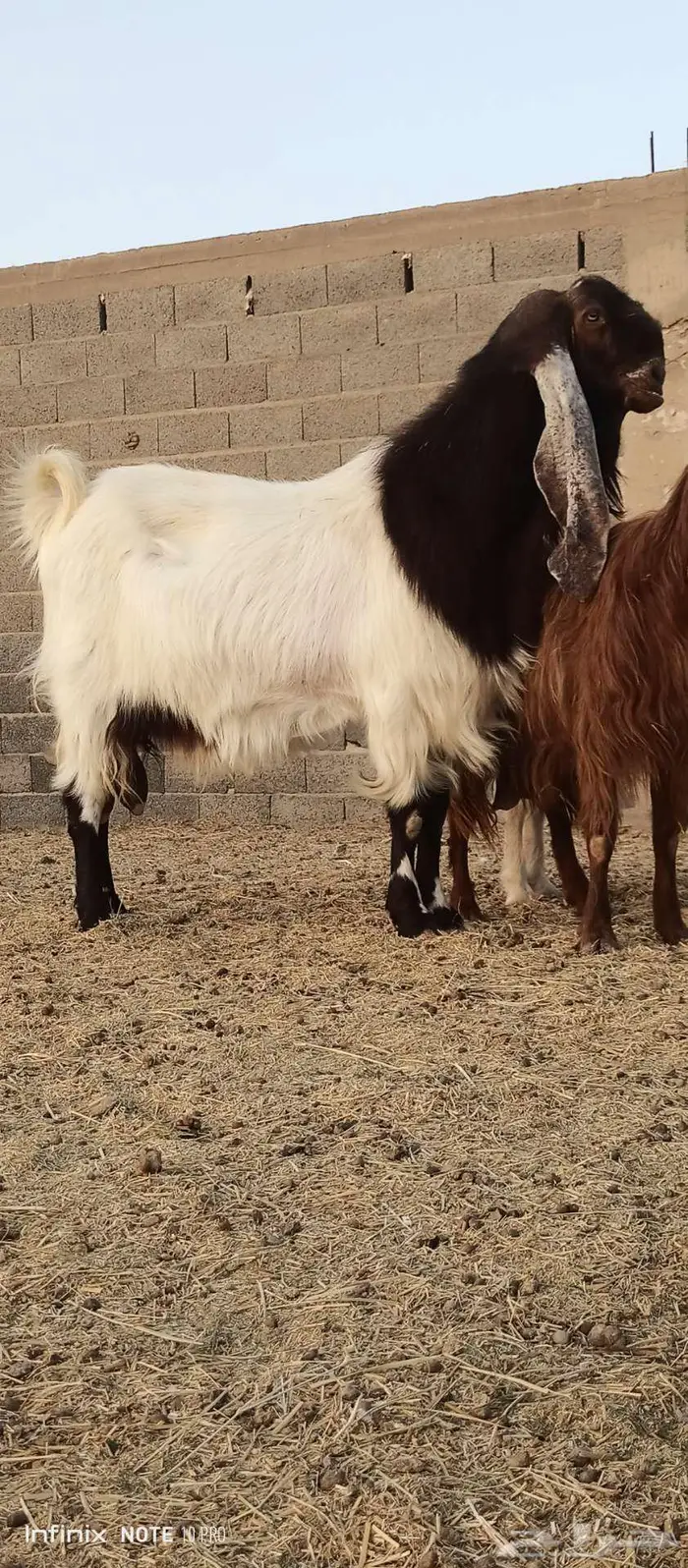 فحل مطور 3