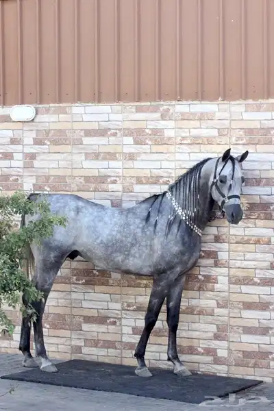 حصان شيخ بيور مصري 1