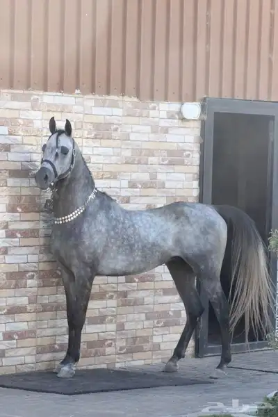 حصان شيخ بيور مصري 3