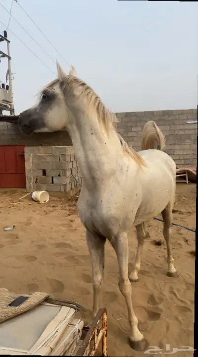 حصان شعبي 2