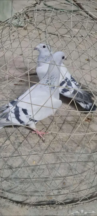 تم البيع حمام زاجل فواتح 1