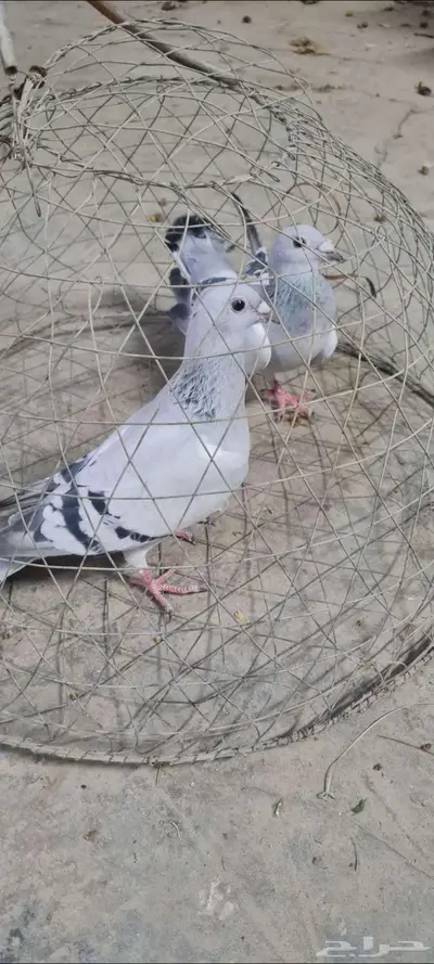 تم البيع حمام زاجل فواتح 3