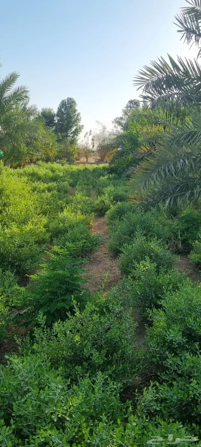 للبيع 0