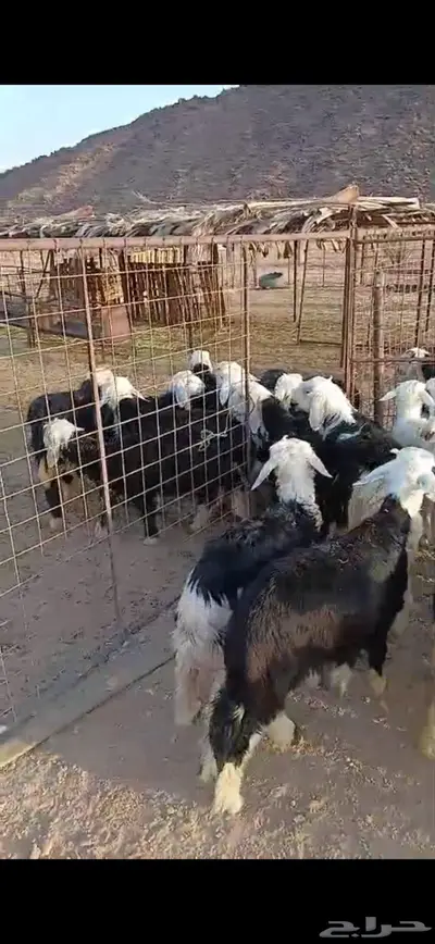 طليان ورخال تربيه 1