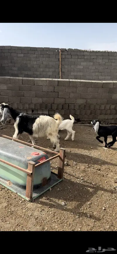 عنز تحتها اثنين 0