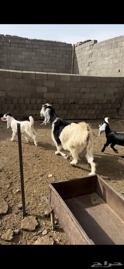 عنز تحتها اثنين 2