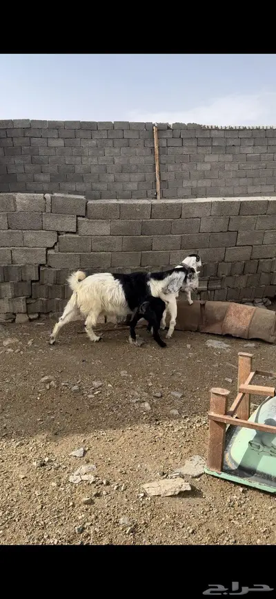 عنز تحتها اثنين 3
