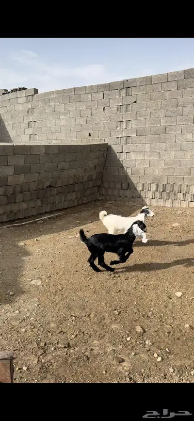 عنز تحتها اثنين 1
