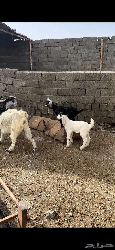 عنز تحتها اثنين 4