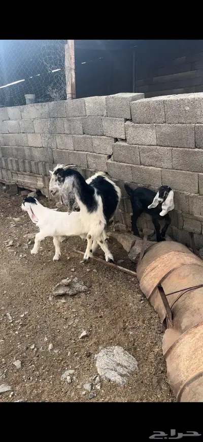 عنز تحتها اثنين 5