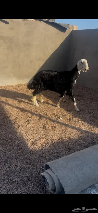 رخلين صنف الصنف 1