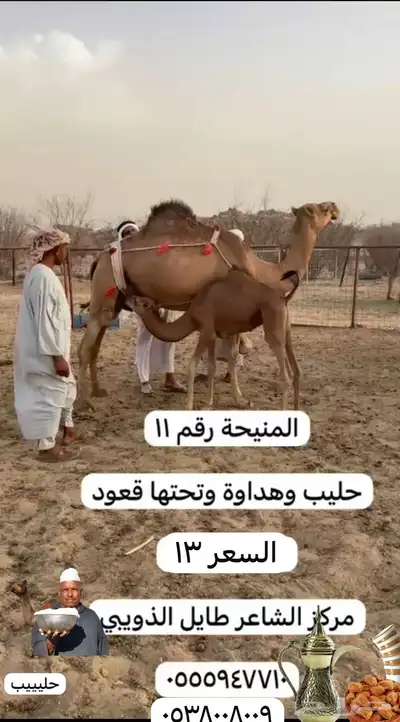 ابل خلفات وفحول 2