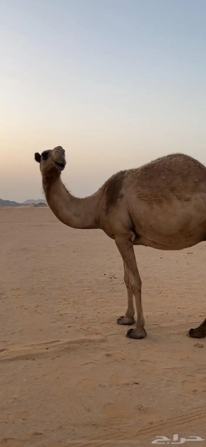 ناقه لقحه للبيع 0