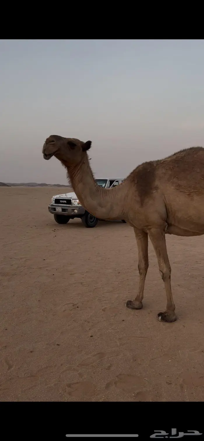ناقه لقحه للبيع 1