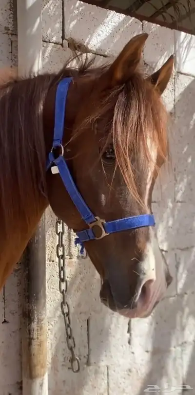 حصان شعبي 0