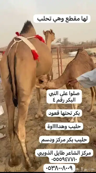 ابل خلفات وفحول 5