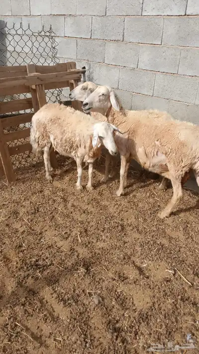 غنم للبيع 1