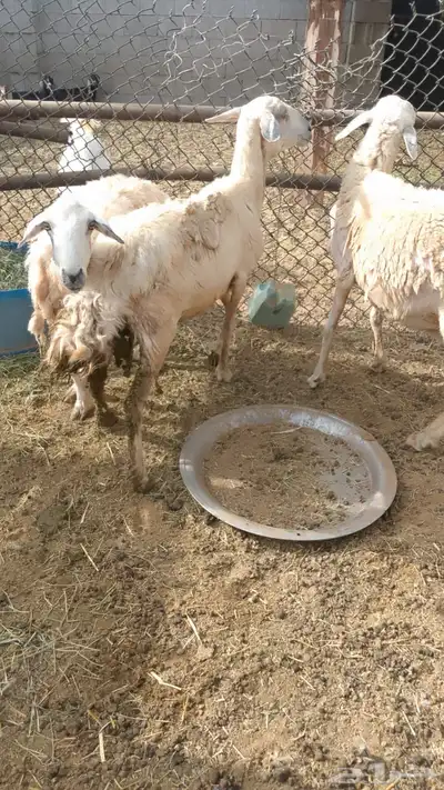 غنم للبيع 0