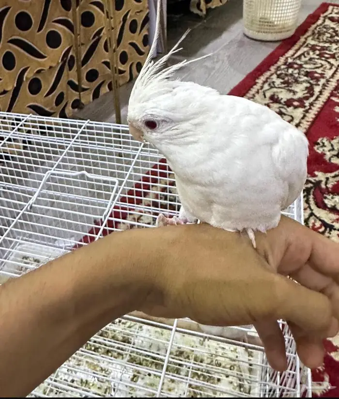 زوج كروان اليف 1