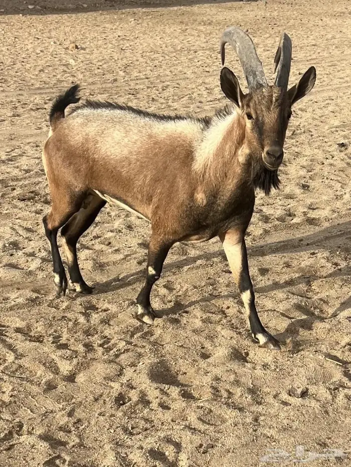 تيس وعل مهجن لون الصيد 3