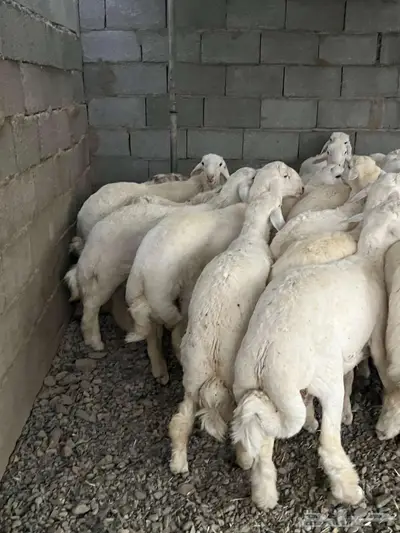 طليان حري 0