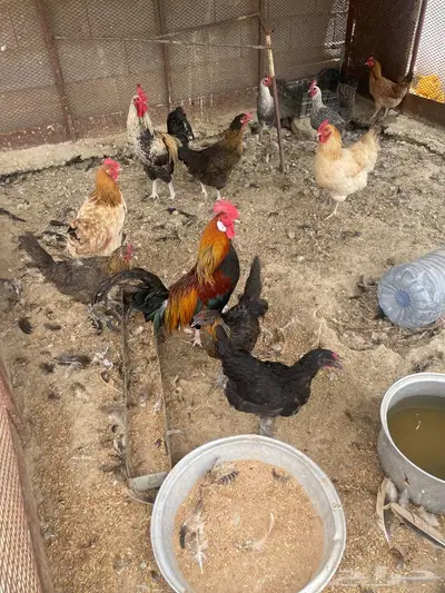 دجاج اناثي للبيع 1