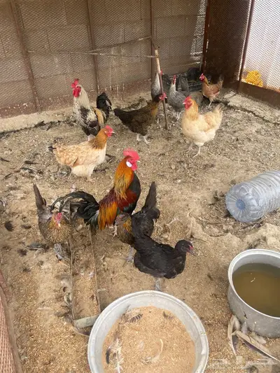 دجاج اناثي للبيع 0