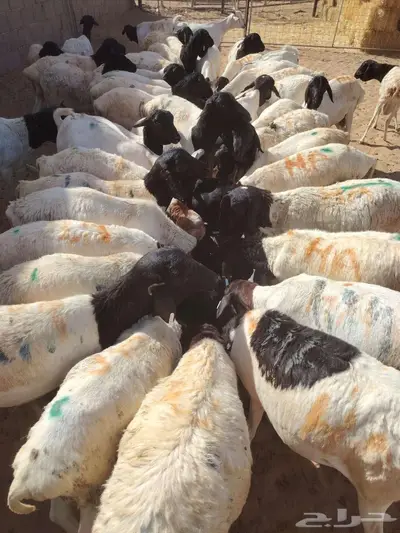 برابر صومالية مرابي شهرين في تبوك 1