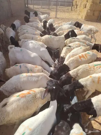 برابر صومالية مرابي شهرين في تبوك 0
